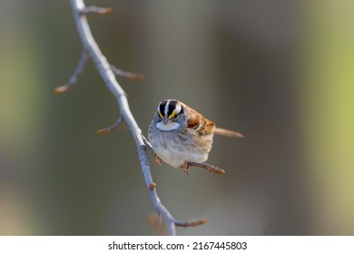 A cute little bird perching on the twig with funny face and looking at the camera (zonotrichia albicollis)
