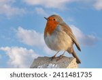 cute little bird with red breast, Kizilgerdan, European Robin, Erithacus rubecula