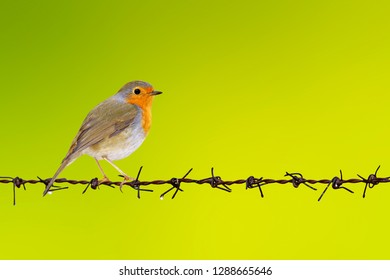 Cute little bird Robin. Green nature background. Isolated bird and barbed wire. 
