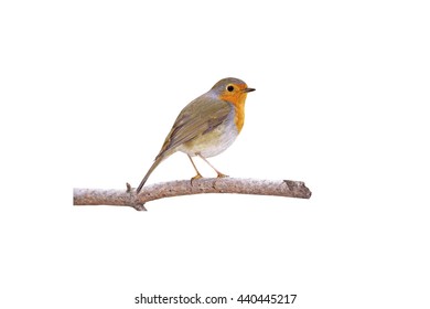 Cute Little Bird Robin. Isolated Bird And Branch. White Background. Bird: European Robin. Erithacus Rubecula.