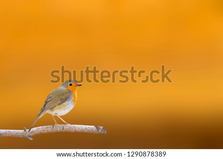 Similar – Image, Stock Photo Pretty bird Beautiful Life