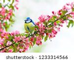 cute little bird tit sitting on an Apple tree branch with bright pink flowers in spring garden