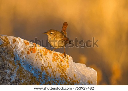 Image, Stock Photo Singing Wren Nature Animal