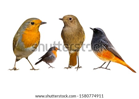 Similar – Red robin bird Nature