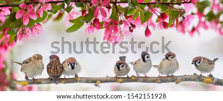 cute little birds sparrows sit on a flowering pink branch of an Apple tree in a may garden on a Sunny day