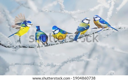 Similar – Image, Stock Photo Great tit flies to nesting box