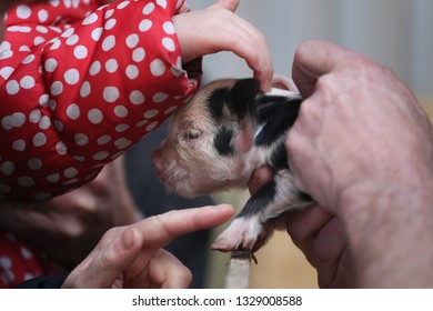 Cute Little Black Ad White  Piglet Cuddled By Human Hands.