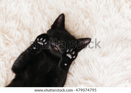Cute little black kitten sleeps on fur white carpet