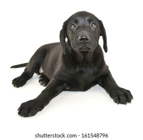 Cute Little Black Lab Puppy Laying Stock Photo 161548796 | Shutterstock