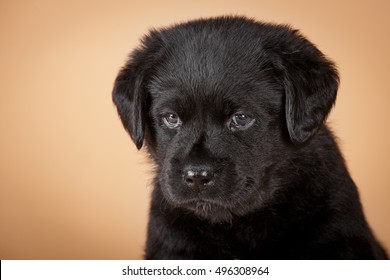 Cute Little Black Labrador Retriever Puppy Stock Photo 496308964 ...