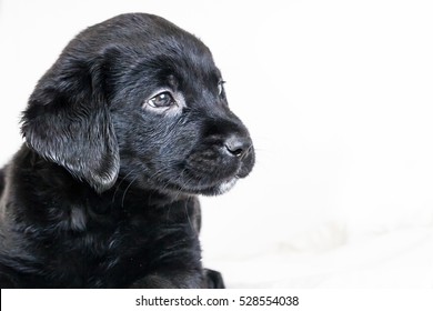 Cute Little Black Labrador Retriever Puppy On A White Background