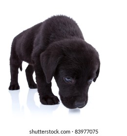 Cute Little Black Labrador Retriever Sniffing On White Background