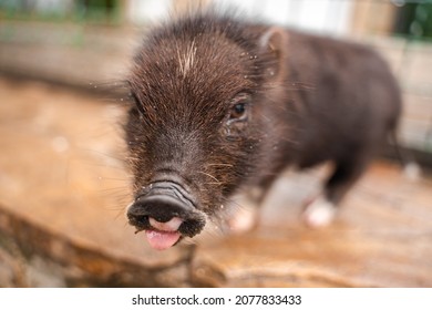 Cute little black piggy, portrait of mini pig