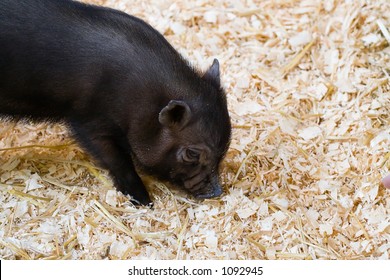 A cute little black pot bellied pig.