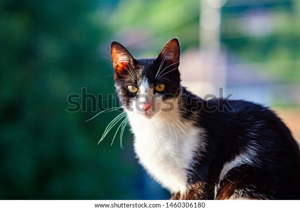 Cute Little Black White Cat Animals Wildlife Stock Image