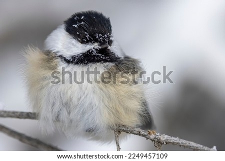 A cute, little black-capped chickadee is perched on a branch, with snow on its face.  It is a very cold winter and windy day so it has puffed out its fine down feathers to help keep itself warm.
