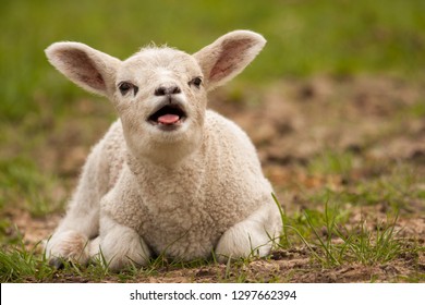 Lamb Bleating High Res Stock Images Shutterstock