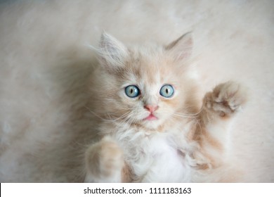 Cute little blue eyes cat Lying up on the floor
