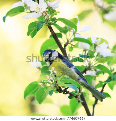 Similar – Image, Stock Photo titmouse spring