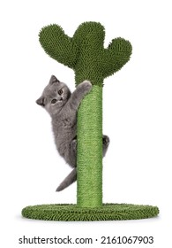 Cute little blue tortie British Shorthair cat kitten with adorable colored toes, climbing in green cactus shaped scratching pole. Looking straight to camera. Isolated on a white background. - Shutterstock ID 2161067903