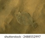 Cute little Bothus podas hiding in the sand of the mediterranean sea with a perfect camouflage.
A nice wide eyed flounder swimming over the sand.