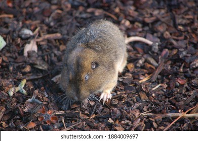 A Cute Little Botta's Pocket Gopher  In The Backyard In San Rafael, CA.