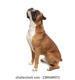 cute little boxer looking insistently at something above him, thinking how to reach it, on a light background