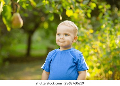 cute little boy with blond hair standing in sunny garden and looking dreamily on pear hanging on tree, child on summer nature - Shutterstock ID 2368760619