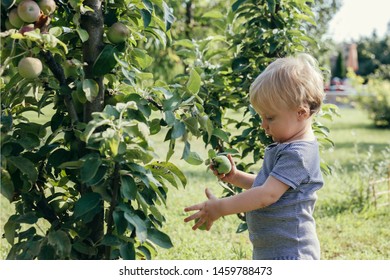 cute little boy eating apples outdoor beside apple tree