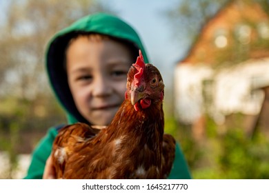 Cute little boy in a green hoodie with a hood holds a chicken in his hands. Photographed in a village on a sunny spring day. - Powered by Shutterstock