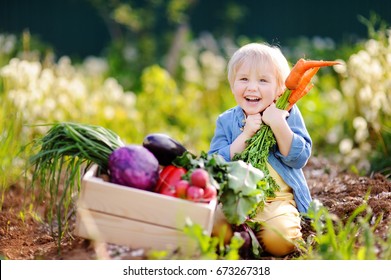 Cute little boy holding a bunch of fresh organic carrots in domestic garden. Healthy family lifestyle