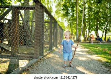 Cute Little Boy Looking At Farmyard Birds At Petting Zoo. Child Playing With A Farm Animal On Sunny Summer Day. Kids Interacting With Animals.