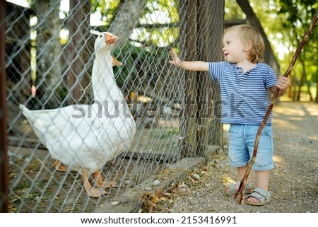 Cute little boy looking at farmyard birds at petting zoo. Child playing with a farm animal on sunny summer day. Kids interacting with animals.