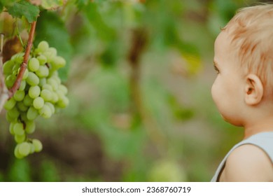 cute little boy looking on grape bun hanging on branch in summer garden, child on nature - Shutterstock ID 2368760719