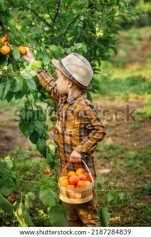 Similar – Happy kid putting apple in wicker basket with harvest