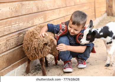 Cute little boy with sheep in petting zoo - Shutterstock ID 777618628