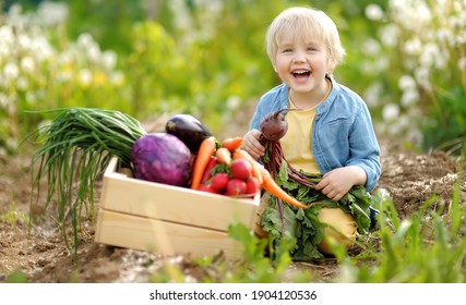 Cute Little Boy Sitting Near Crate With Harvested Crop Of Vegetables In Domestic Garden. Child Holding Fresh Organic Beet. Healthy Homegrown Vegetarian Food For Kids. Harvesting. Local Business