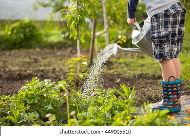 Cute little boy watering plants with watering can in the garden. Adorable little child helping parents to grow vegetables and having fun. Activities with children outdoors.