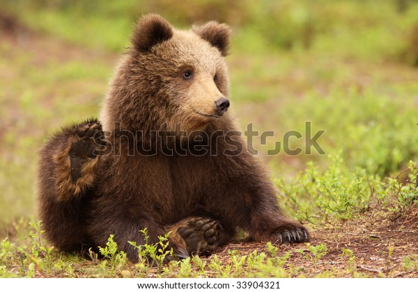 Cute Little Brown Bear Cub Sitting Stock Photo Edit Now