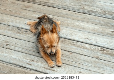 A cute little brown and black dog rests with all four legs sprawled out on a wooden deck outdoors in Missouri. - Powered by Shutterstock