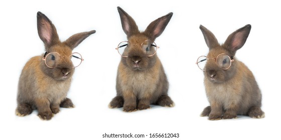 Cute little brown bunny rabbit wearing golden frame glasses in 3 different poses on white background. Education, Easter holidays concept.