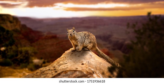 cute little brown grand canyon rock squirrel sit on hill near the cliff while sunset looking straight into the camera  - Powered by Shutterstock