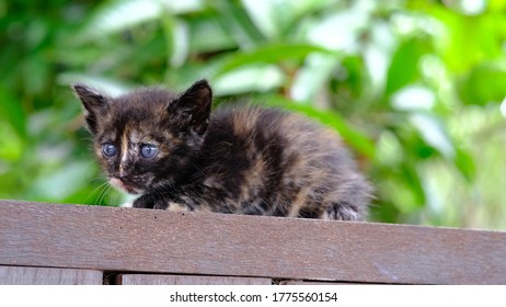 Cute Little Brown Kitten With Sapphire Eyes.