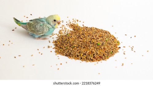 Cute Little Budgie Bird Eating Healthy Seeds As Food. Baby Parrot