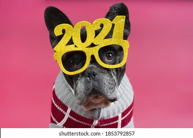 A Cute Little Bulldog Wearing A 2021 Glasses