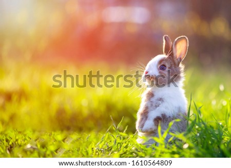 Cute little bunny in grass with ears up looking away