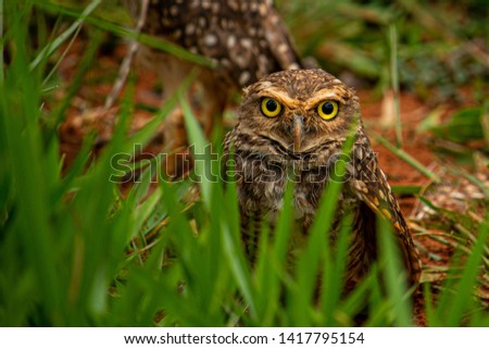 Similar – Image, Stock Photo Funny Burrowing owl Athene cunicularia