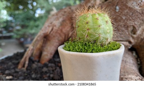 cute little cactus in a small pot