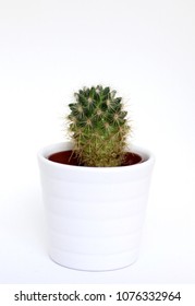 Cute Little Cactus In A White Planter On Isolated White Background