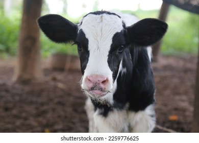 Cute little calf posing inside cowshed. nursery on a farm. close up of young calf,newborn baby cow. - Powered by Shutterstock